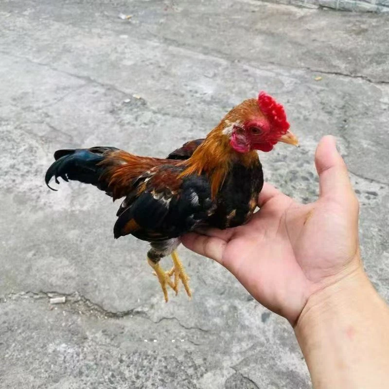 一物一拍越南小竹鸡宠物鸡活体成年鸡好养包邮 包售后