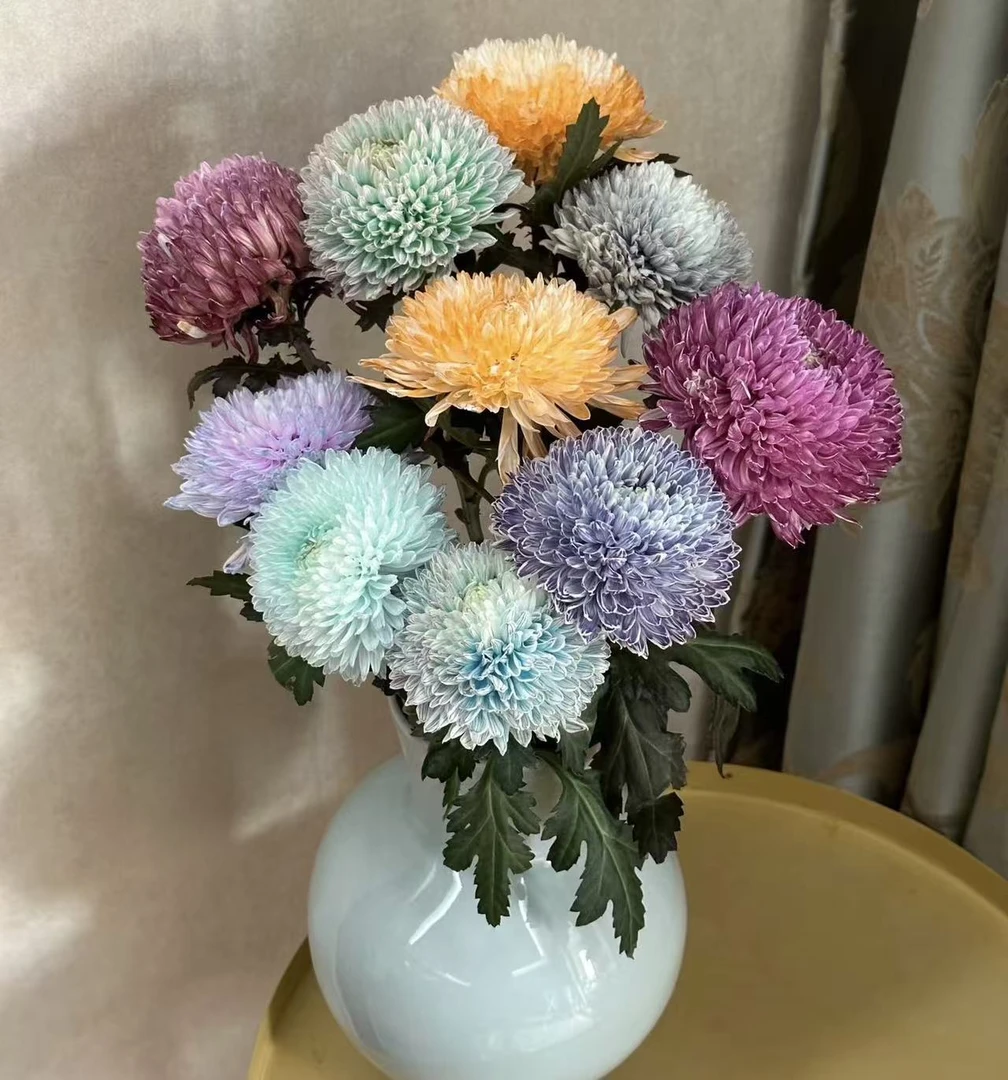 【pp牡丹菊】云南高品质鲜切花