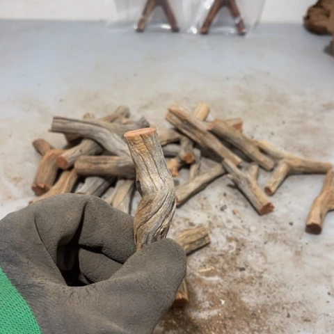 大果紫檀（缅甸花梨）国*