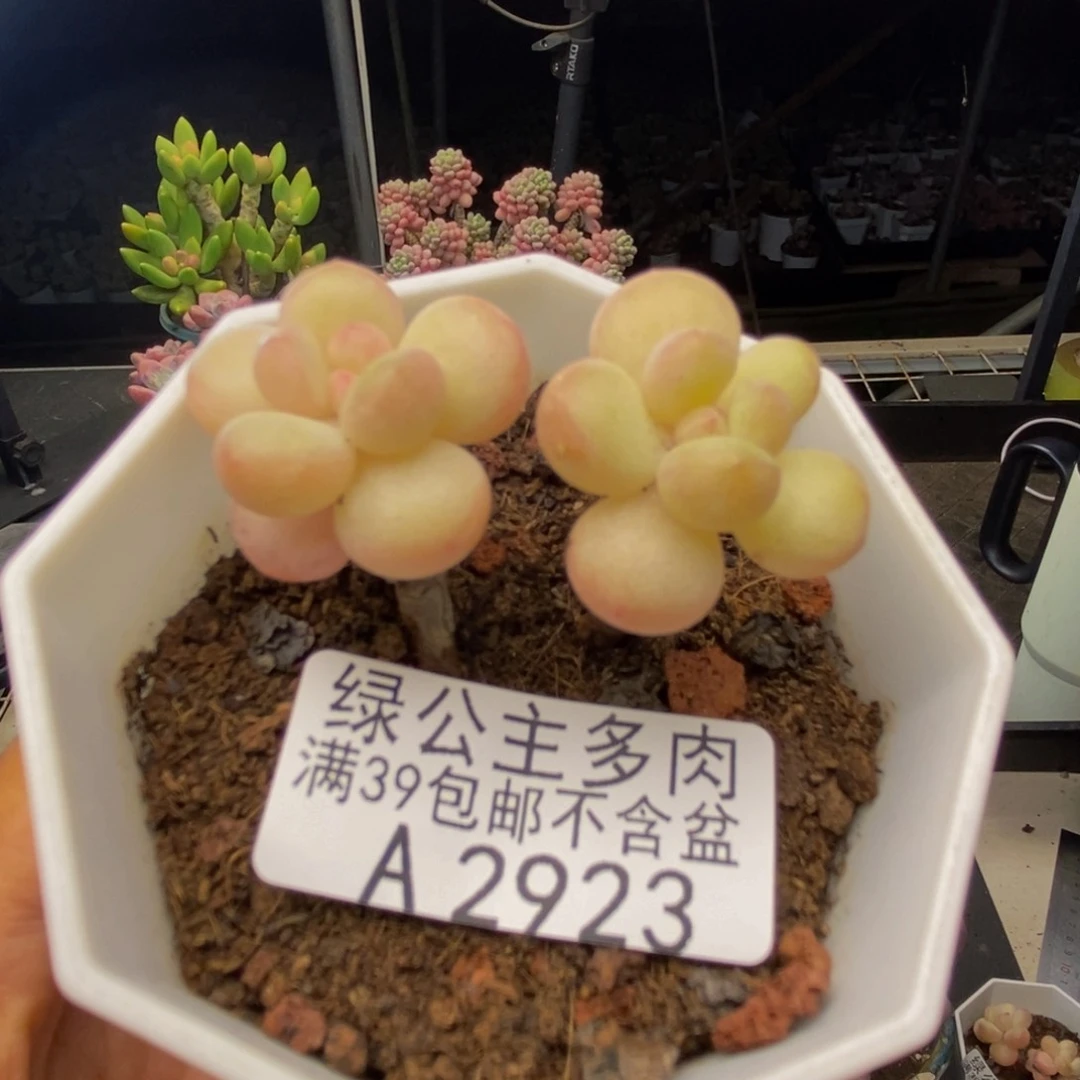 923萤火虫多肉3c m