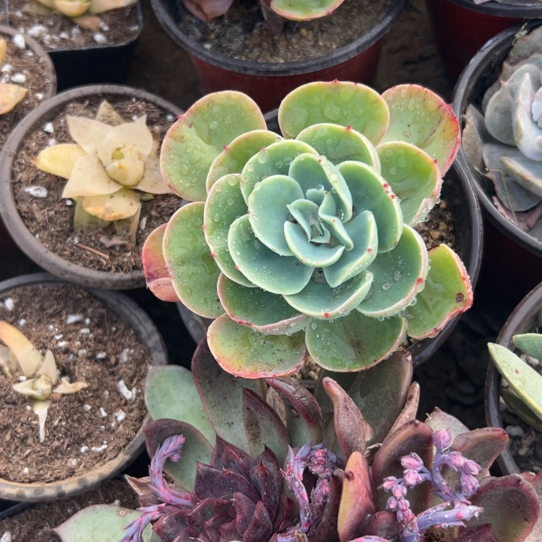 多肉植物多肉植物