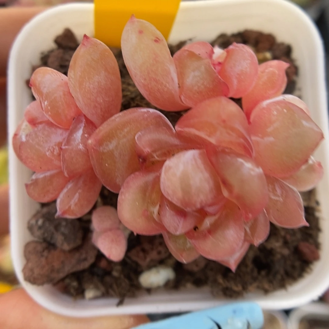 粉钻心珍妮449号。