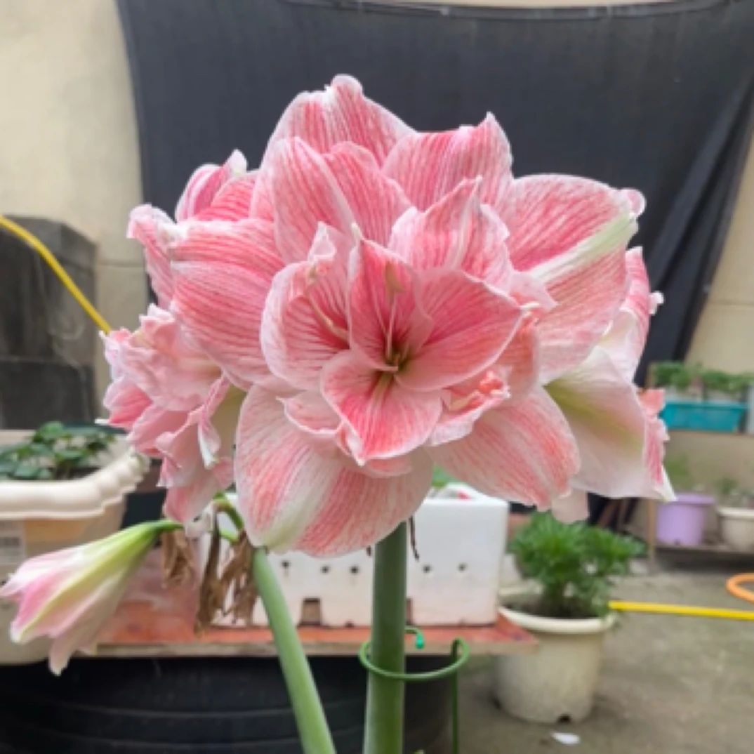 【初恋】朱顶红重瓣基地自然球