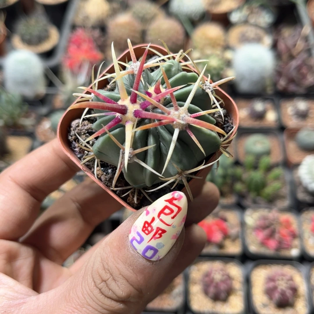 单头实生日出单头发货有根