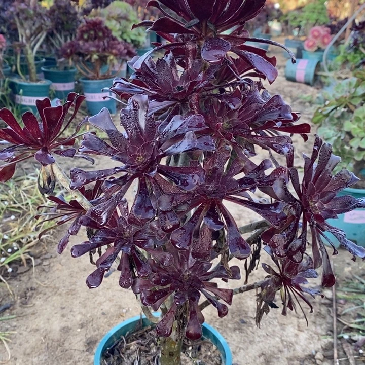 墨法多肉植物6。