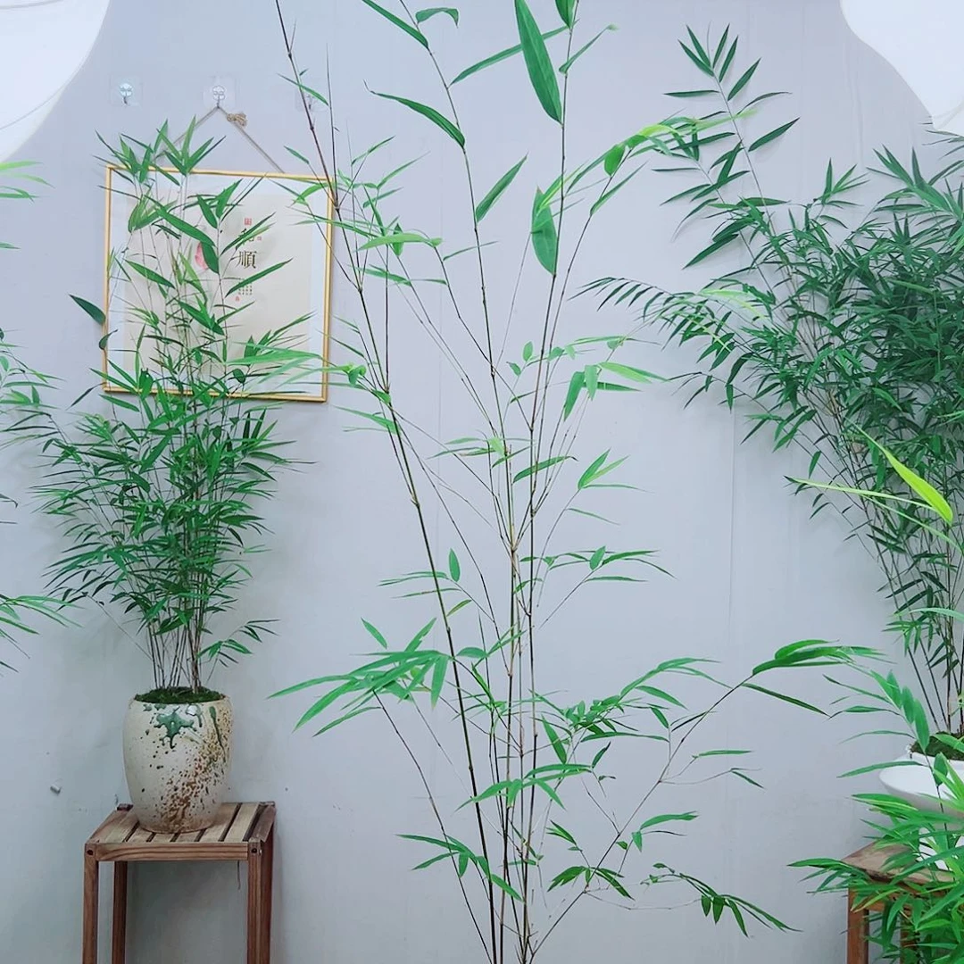 不开花植物内门竹