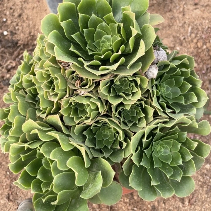 315多肉植物绿玫瑰