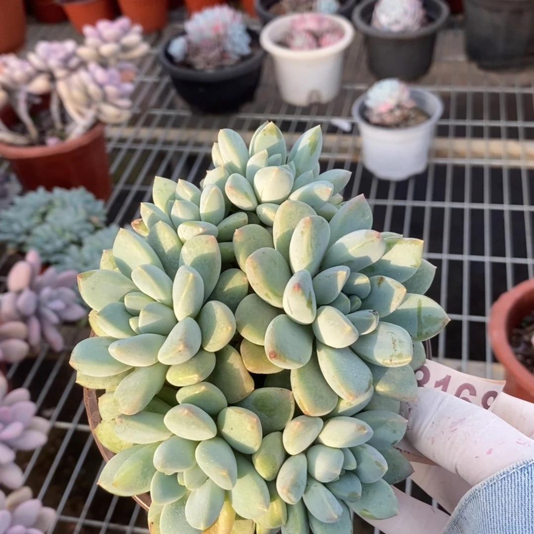 8168奶糖手捧一物一拍