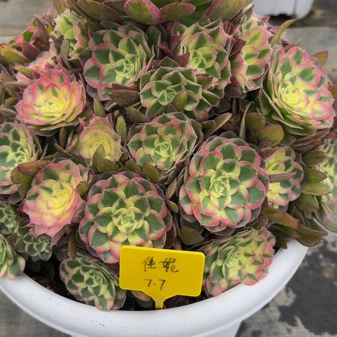 胭脂水粉8888888888