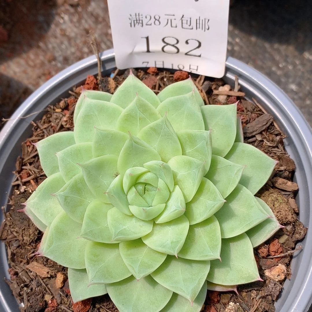 【闪购商品】云182号