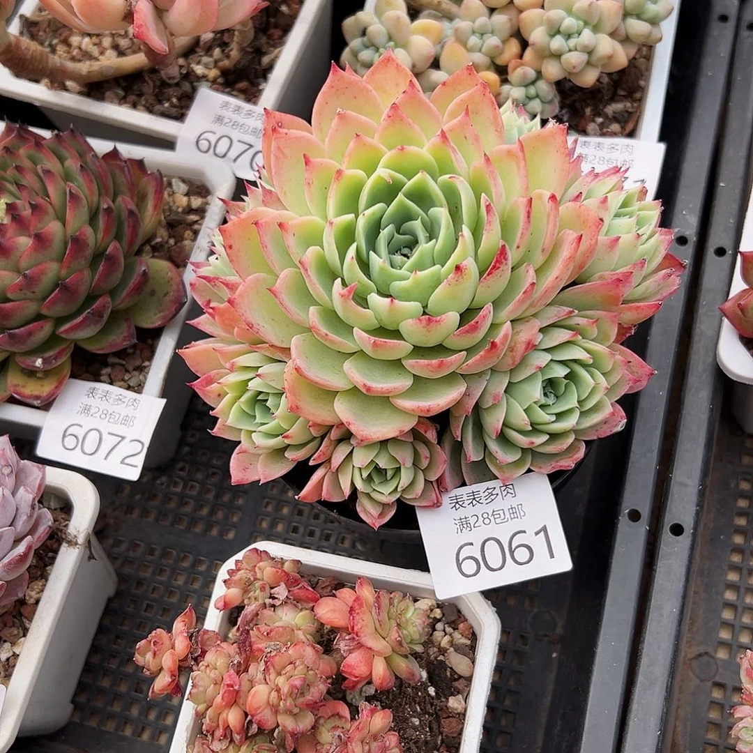 9号?****࿐我们的确是一6061