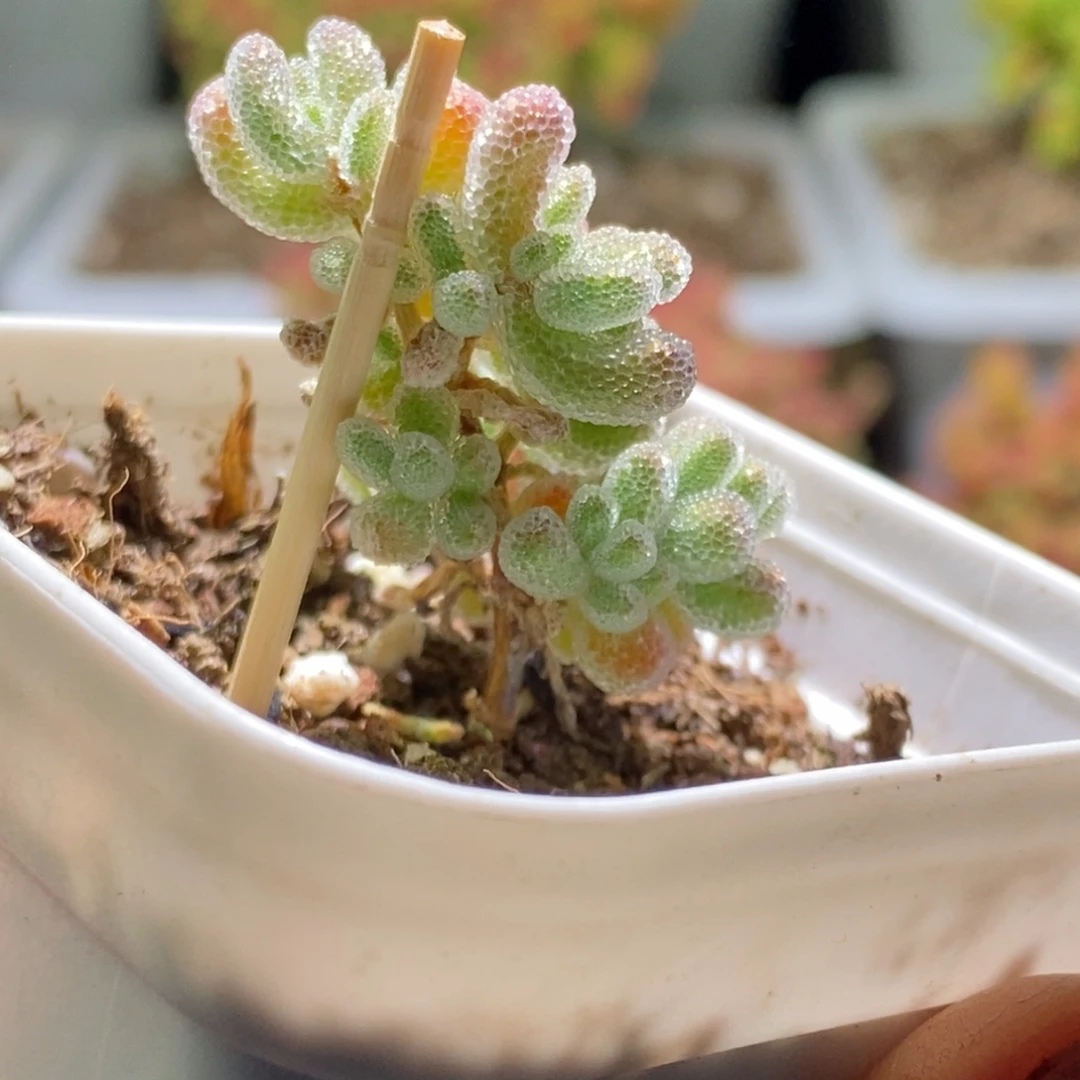 1****4冰晶枝干番杏655