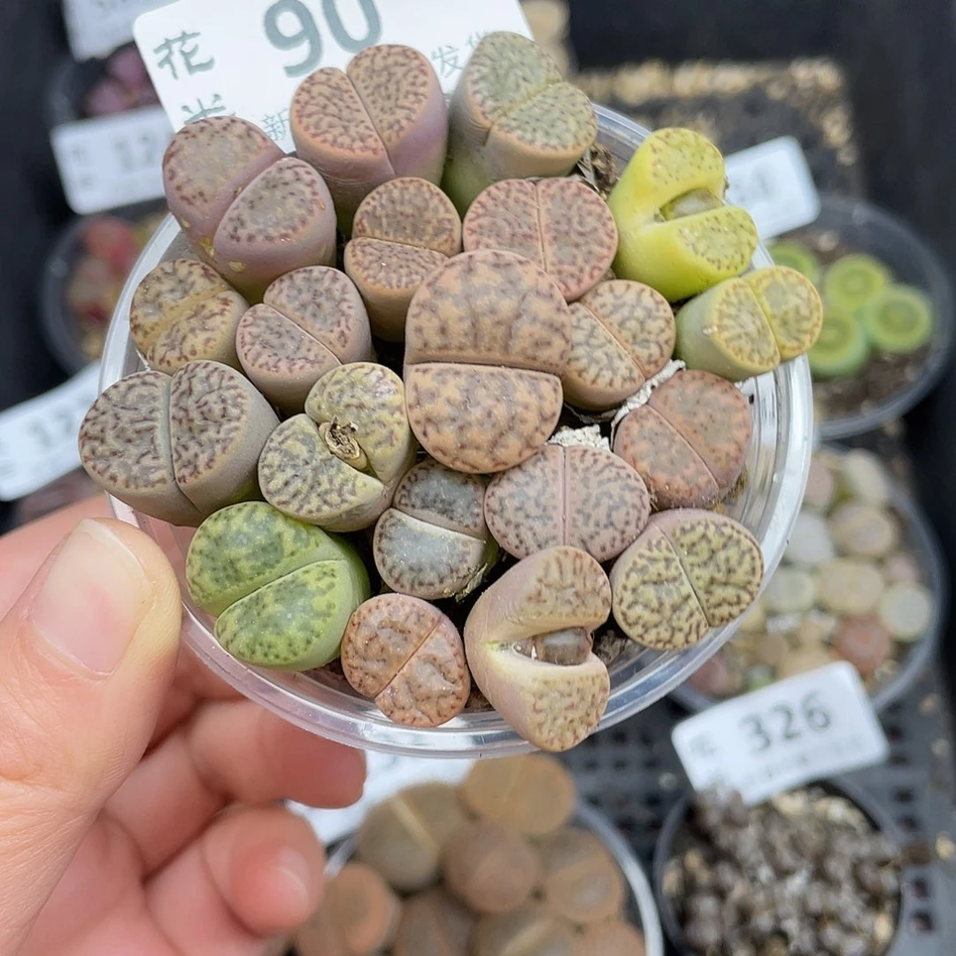 900000000花花花花花花