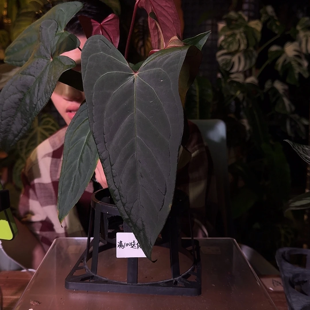 *****不开花植物G17fs杂小羊皮