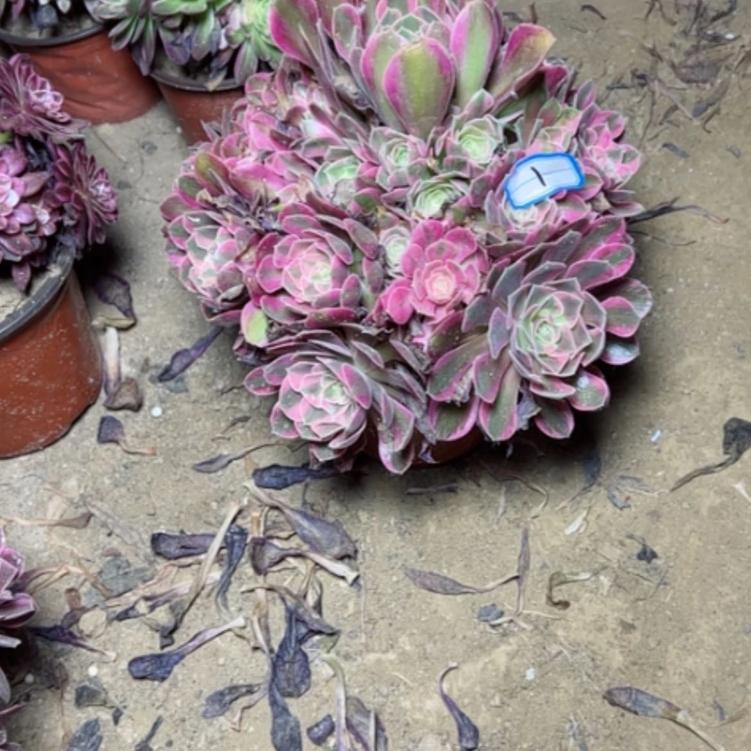 【闪购商品】多肉植物妖月1