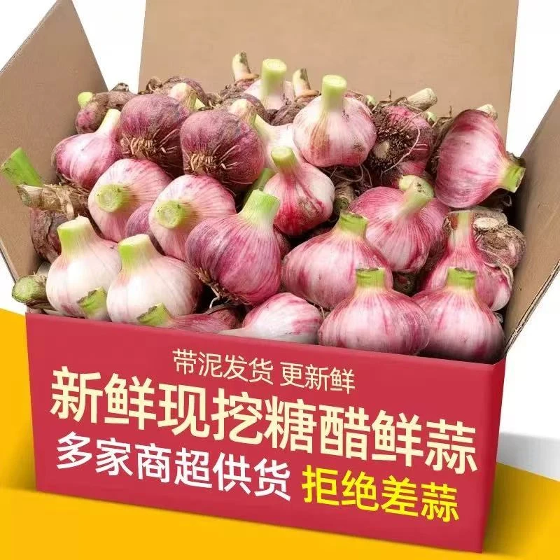 Y【5斤大果】新鲜紫皮大蒜湿蒜嫩蒜生蒜可泡蒜可炒菜