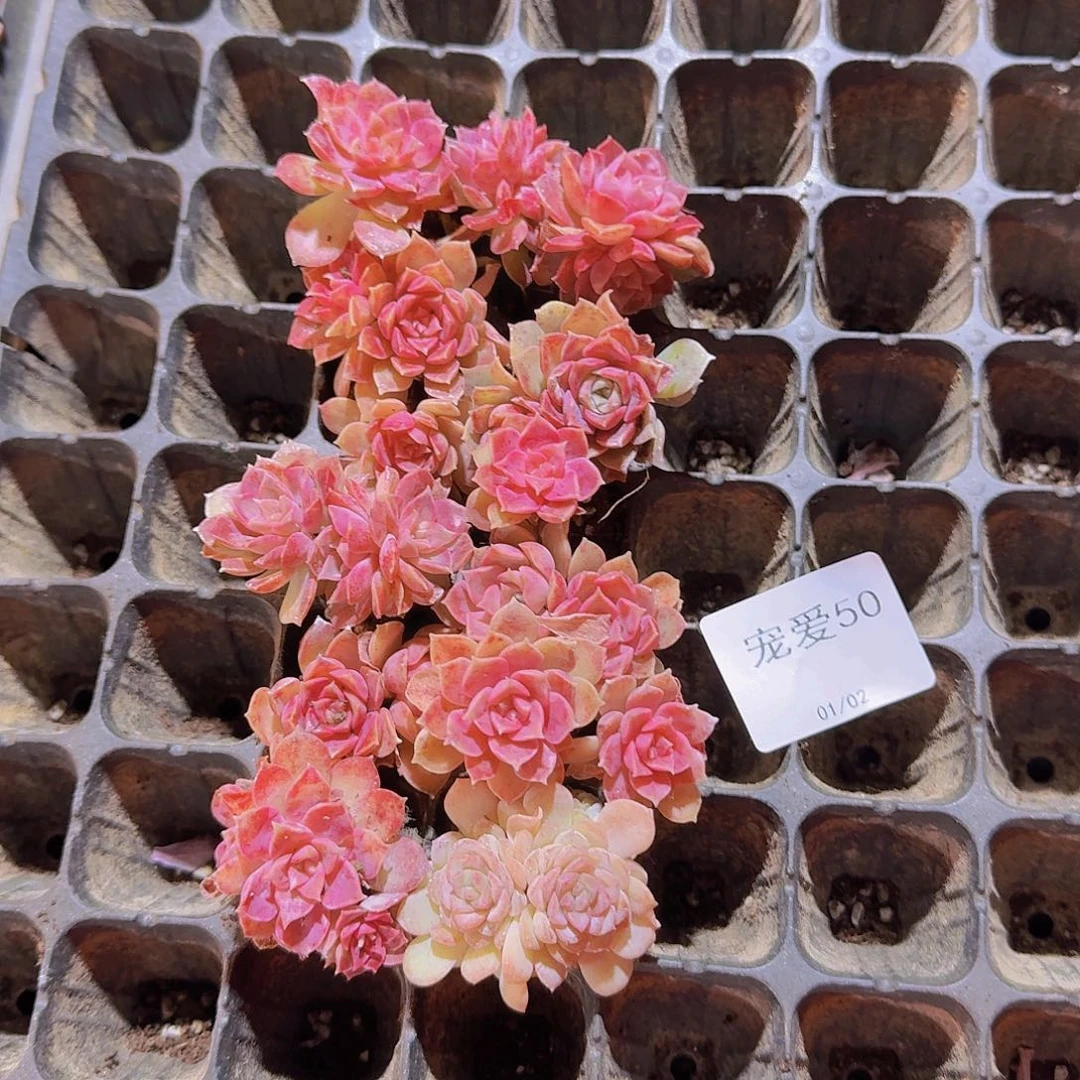 直播福利一物一拍50