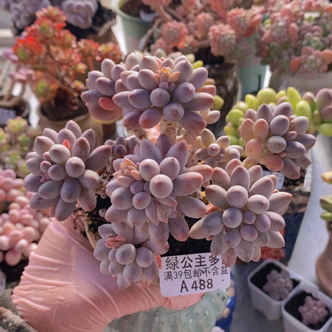 婴儿手指老桩13cm488多肉植物