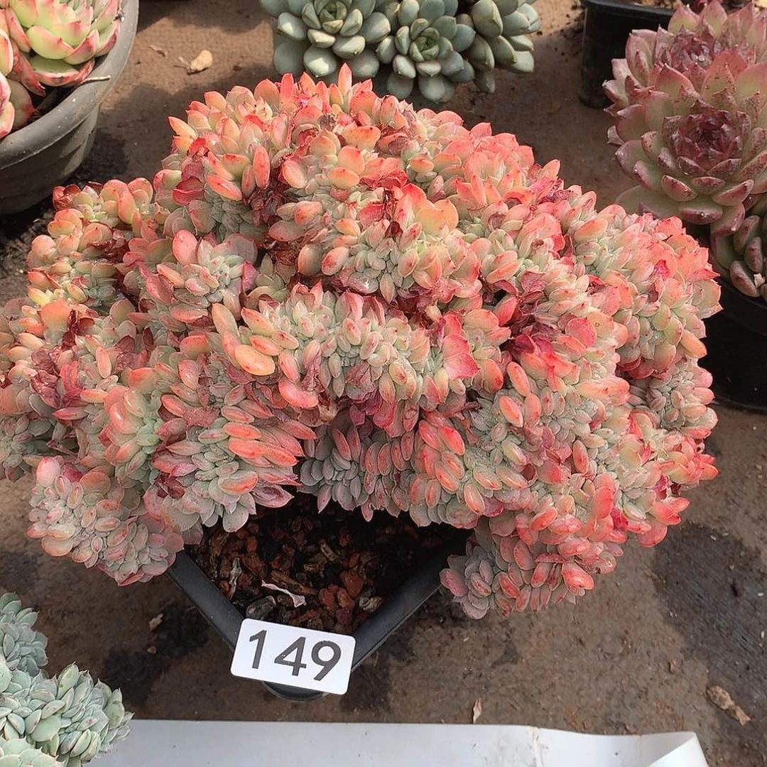 149缀化一物一拍多肉