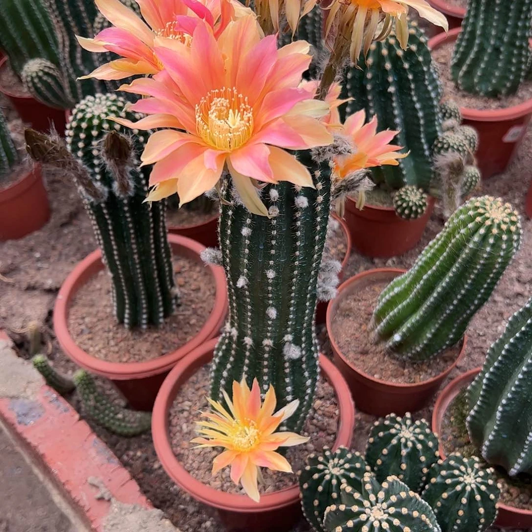 无花朵四****?实生黑金刚467899