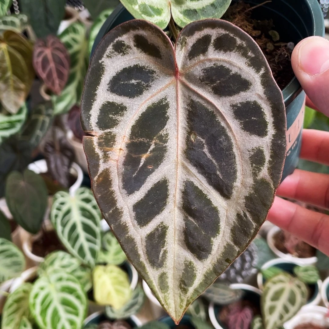完全开放skg银杂红水晶