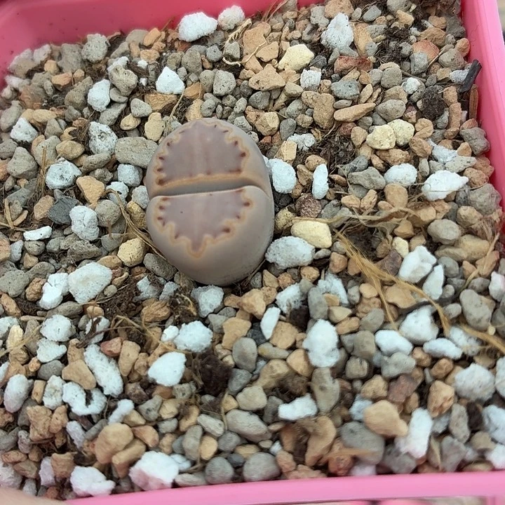 685紫粉饼干尺寸1.7