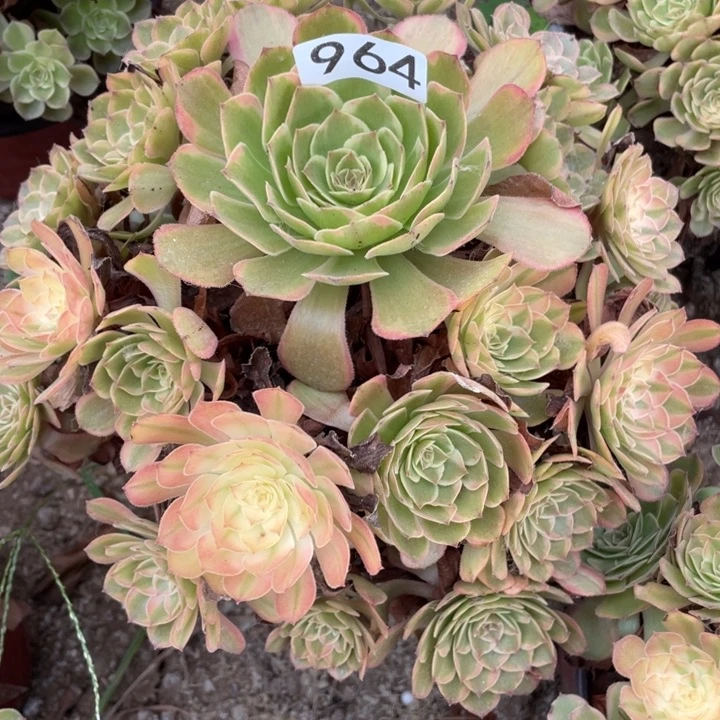 无花朵964多肉植物雨荷变异