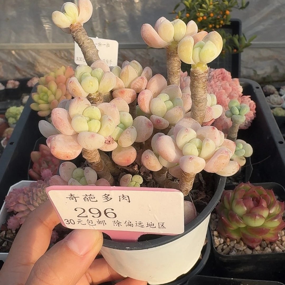 296 多肉脱土 群生不包整 30元包邮除偏远