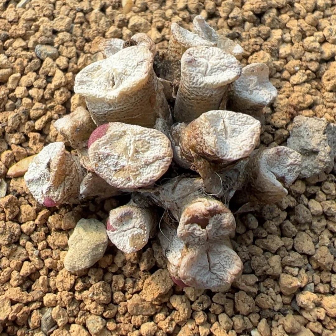 27-85伊尔玛猪鼻子多肉植物