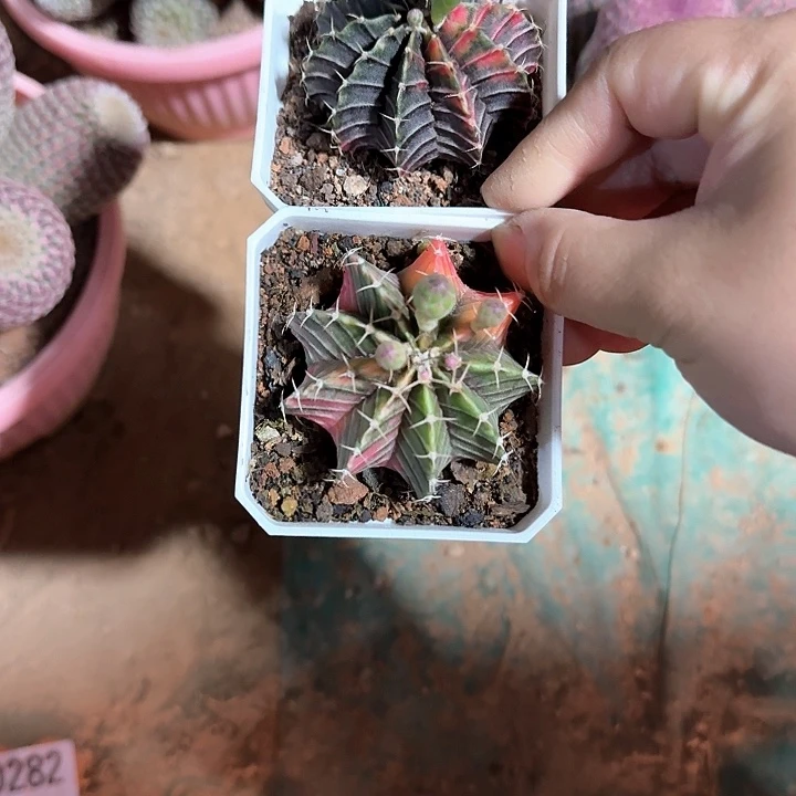 P哈哈哈哈哈哈哈哈