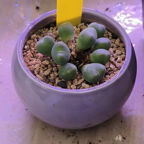 口笛群生多肉植物