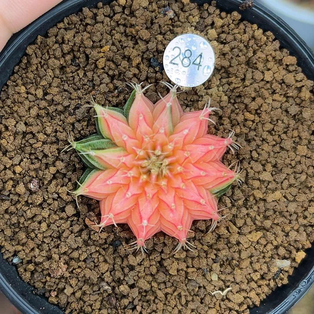 284  带盆土发货