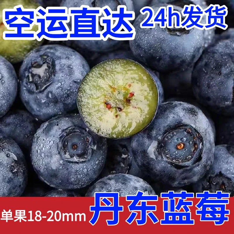【空运直发】丹东新鲜大蓝莓当季水果孕妇宝宝的水果皇后