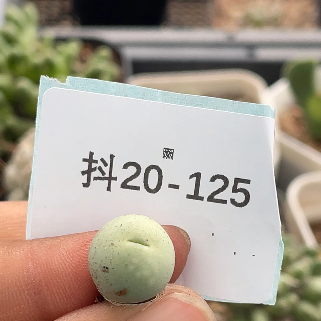 水***冻20-125肉锥多肉植物