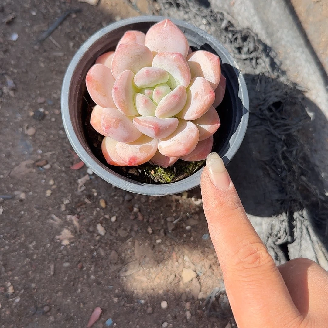 守***f香橙单头多肉植物精品