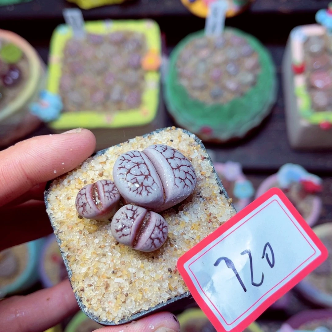 720生石花带盆发1