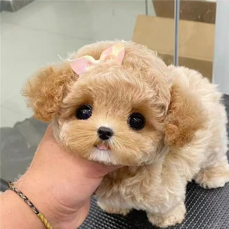 泰迪熊甜美可爱萌宠狗纯种韩版小体泰迪熊家养宠物活体泰迪熊幼犬