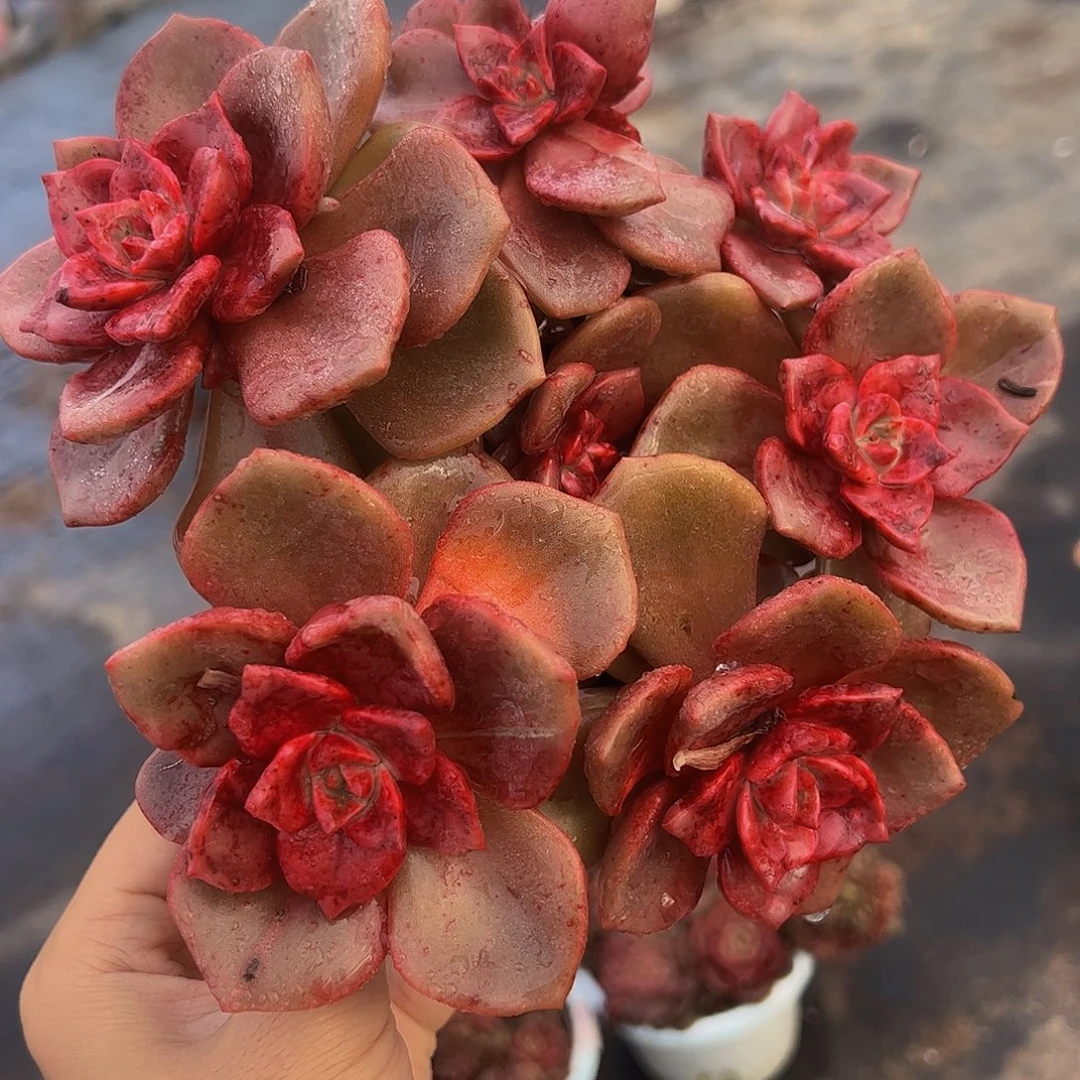 琉璃盏多头群生老桩