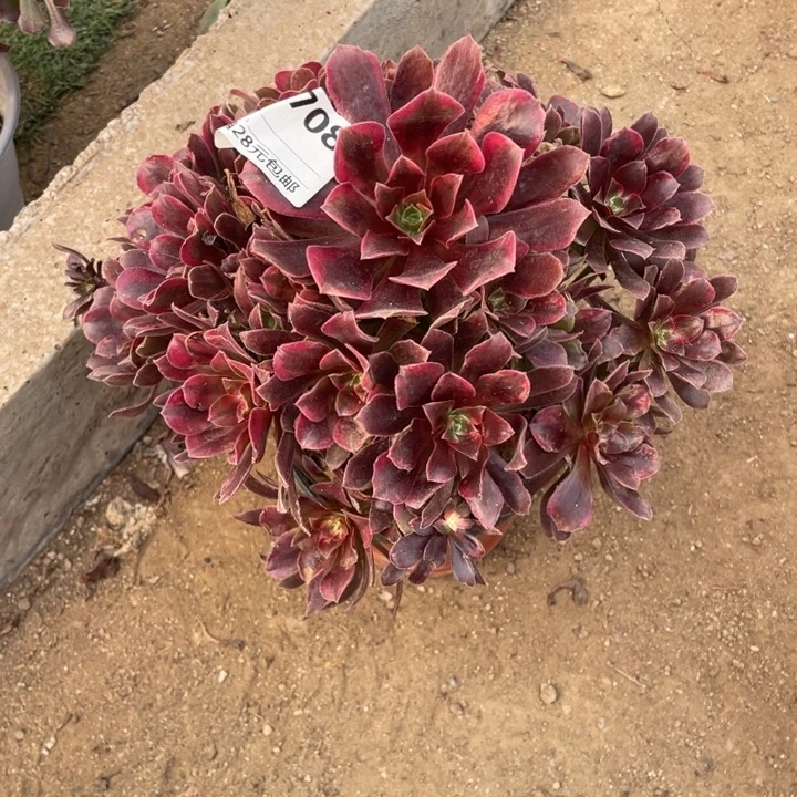 多肉蒙娜丽莎法师708