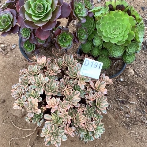 191三颗法师多肉植物