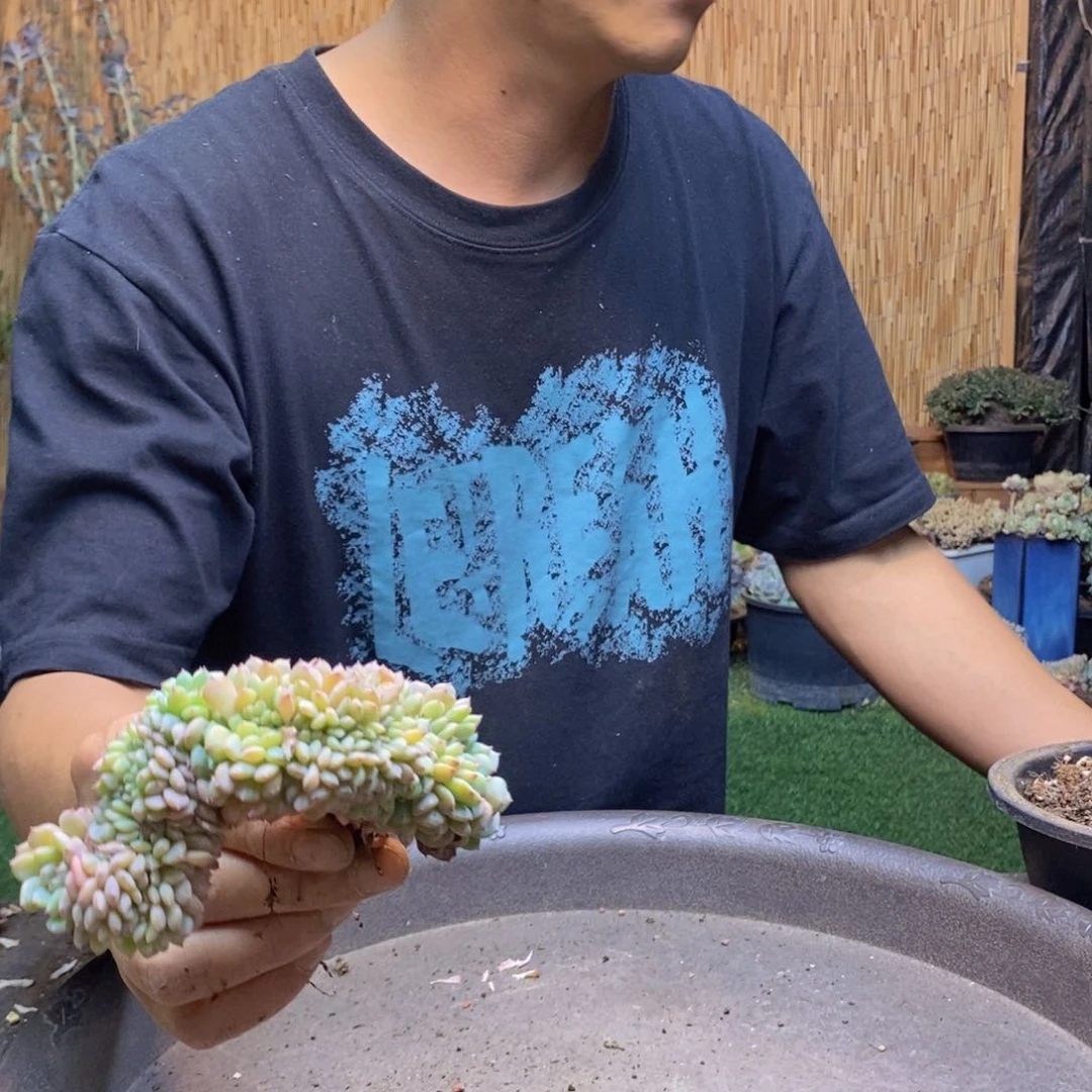 影775 号白胖子多肉