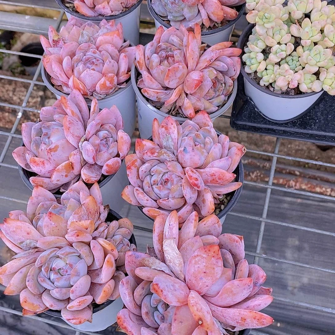 0601- 雪天使大双头一颗量拍