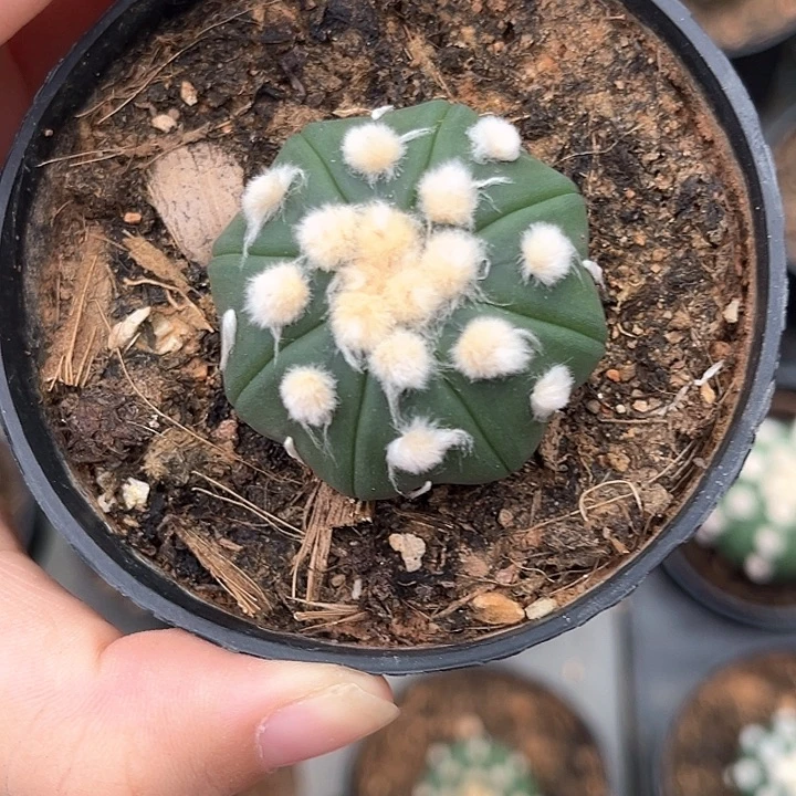 泡***熊大油琉璃3.5cm一物一拍
