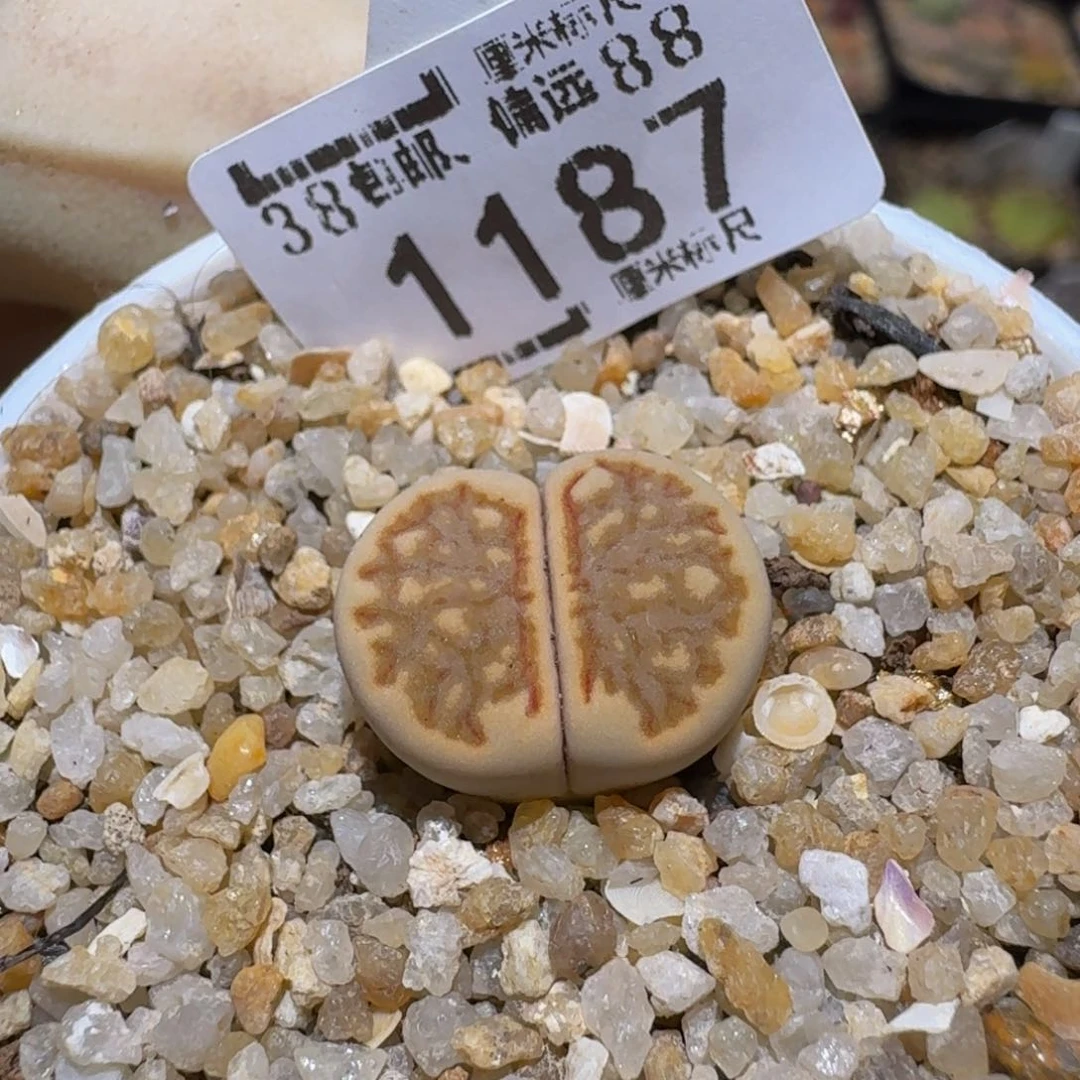 Sssss精品生石花1187