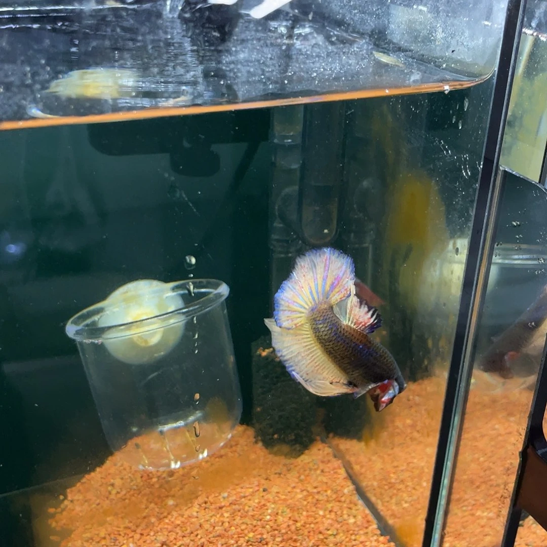 斗鱼31号mg万兰达公