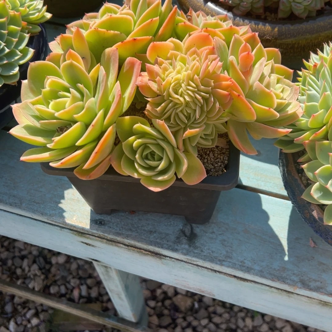 小***瓜星娜塔缀多肉植物塑料盆
