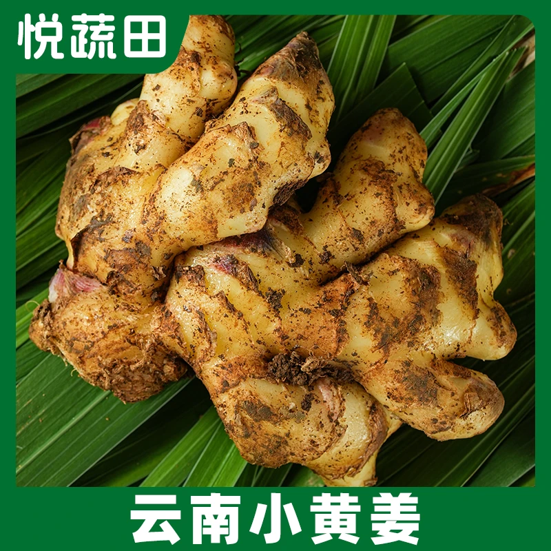 2025年新姜云南高山小黄姜香味浓郁辛辣山地种植生姜新鲜姜
