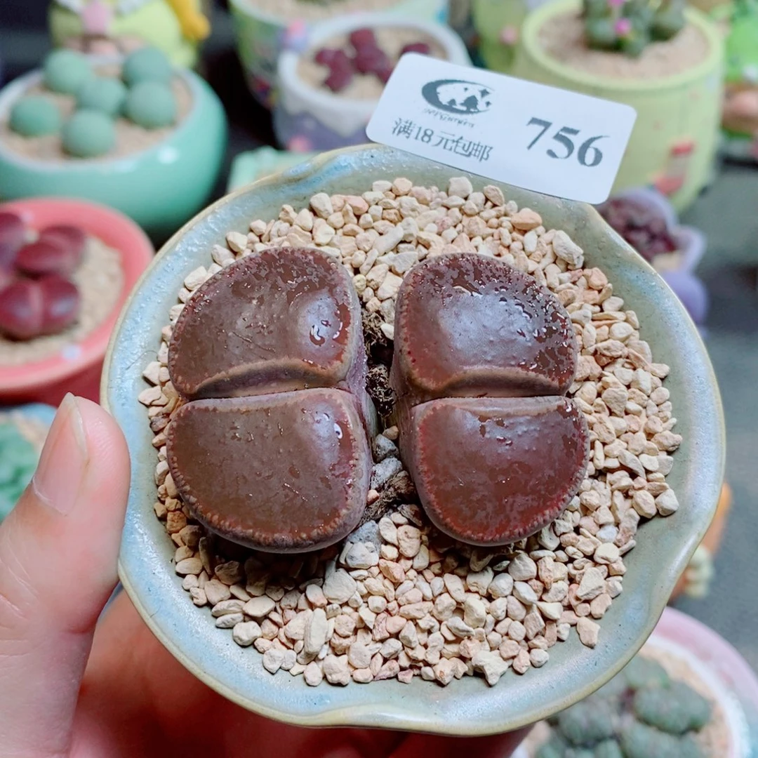 生石花花花花花花756