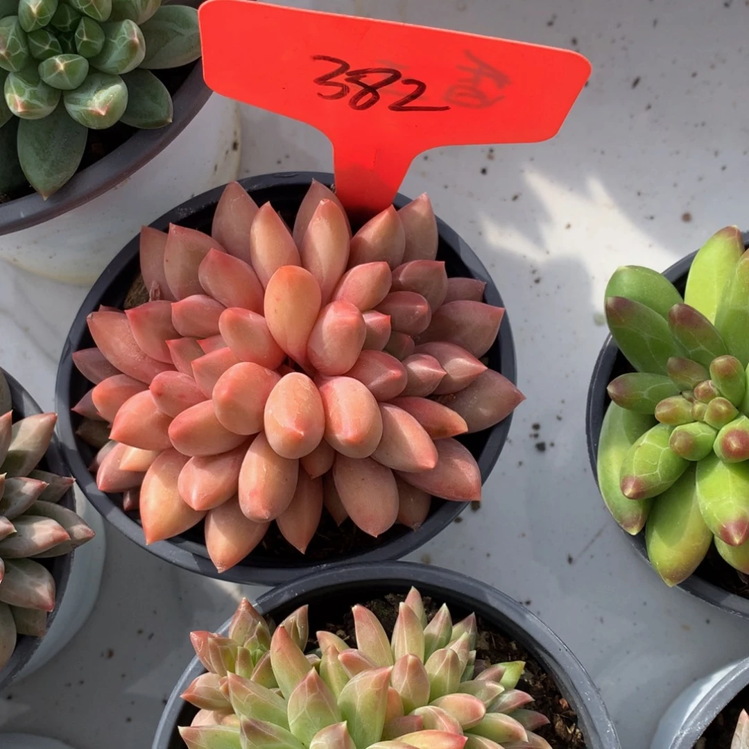 睡***️水晶球62727273773733