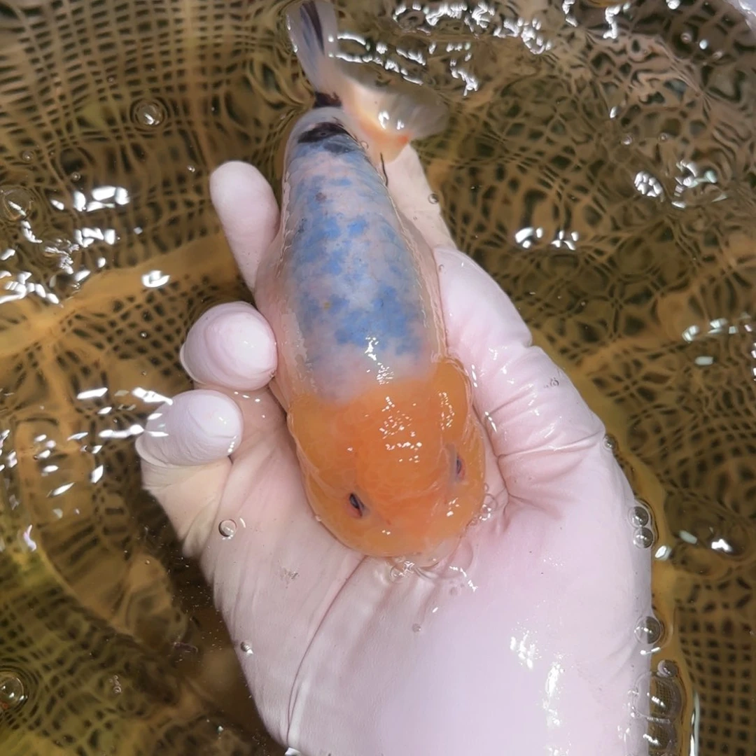 金鱼运费自理不包邮